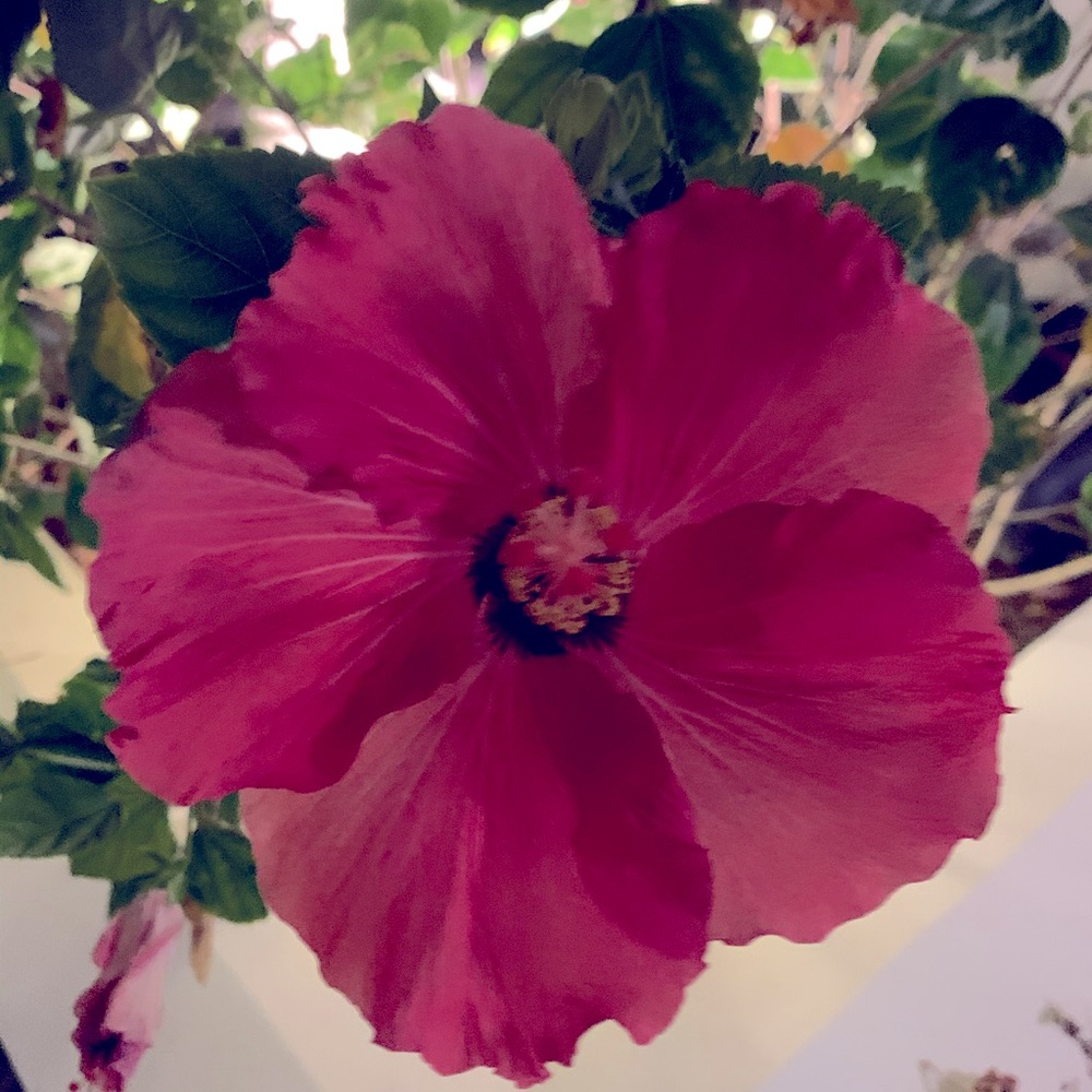 Meet your Posher, Marcela